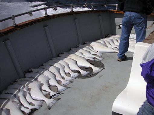 Went to Homer last weekend-halibut.jpg