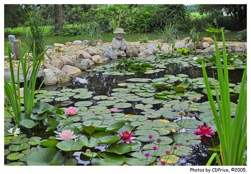 Lilypond - Sigma SD10-lilypondsm.jpg