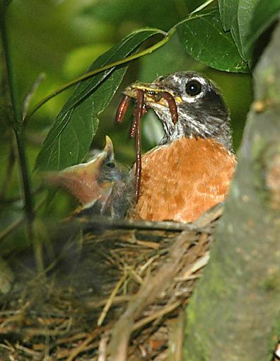 Dinner Time (One for Paul)-dsc_8731.jpg