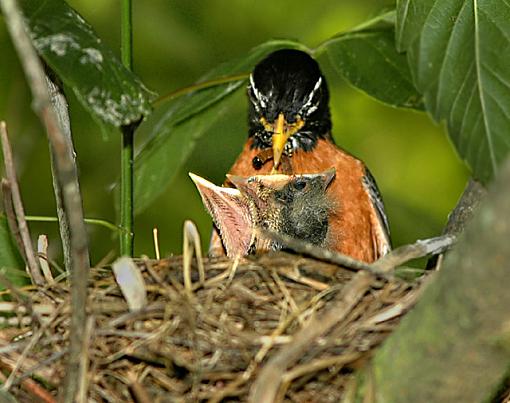 Dinner Time (One for Paul)-dsc_8748.jpg