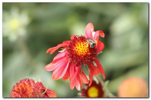 Telephoto macro-bee.jpg