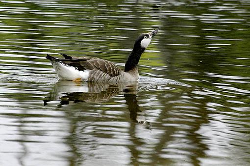 Post Your Bird Images Here!!!!!!!-goose-hybrid-may4.03.jpg