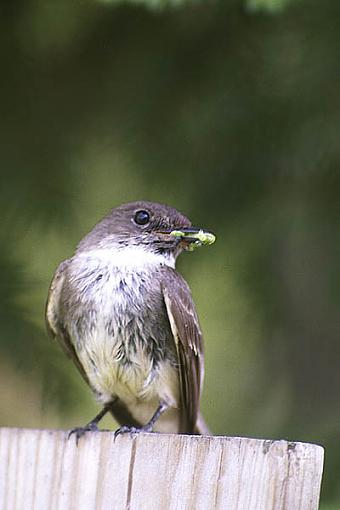 Post Your Bird Images Here!!!!!!!-pheobeswampblind502s.jpg