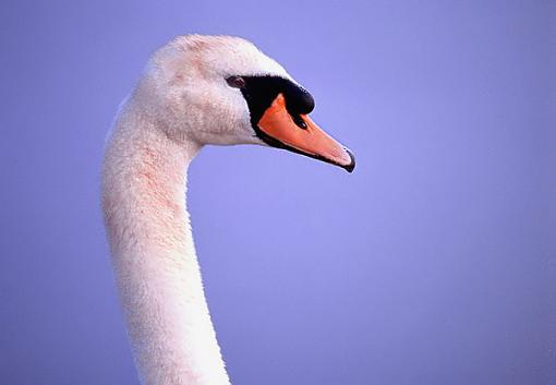 Post Your Bird Images Here!!!!!!!-mute-swan.jpg