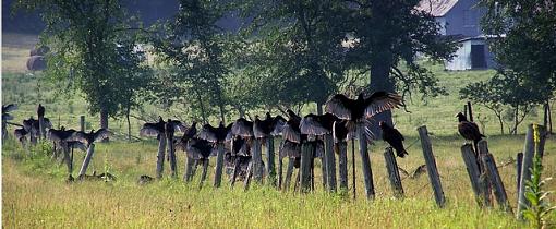 Post Your Bird Images Here!!!!!!!-100_0701cropedroscosize.jpg