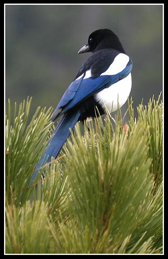 Post Your Bird Images Here!!!!!!!-img_4500_magpie.jpg