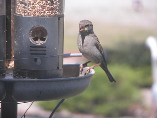 Post Your Bird Images Here!!!!!!!-feeder-07-pr.jpg