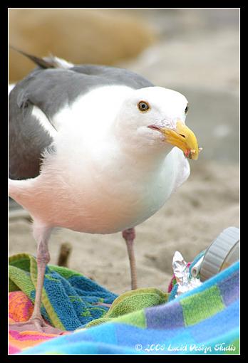 Post Your Bird Images Here!!!!!!!-seagull.jpg