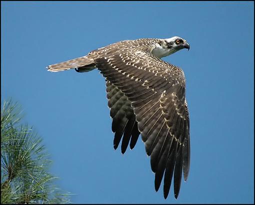 Post Your Bird Images Here!!!!!!!-osprey_16_filtered.jpg