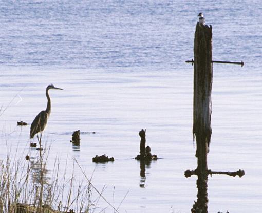 Post Your Bird Images Here!!!!!!!-charleston-285-04-pr.jpg