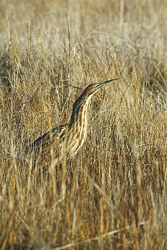 Post Your Bird Images Here!!!!!!!-0232-bittern600v.jpg