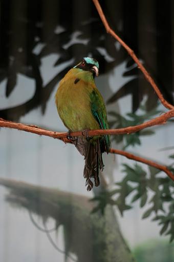 Post Your Bird Images Here!!!!!!!-img_0677.jpg