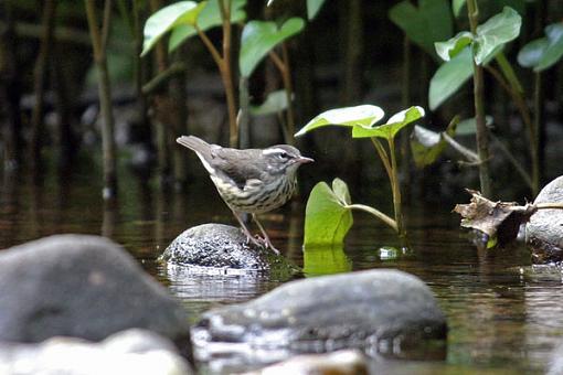 Post Your Bird Images Here!!!!!!!-pipit1.jpg