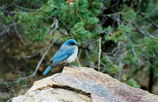 Post Your Bird Images Here!!!!!!!-blue.jpg