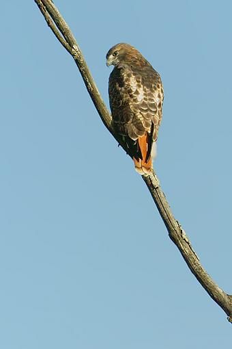 Post Your Bird Images Here!!!!!!!-perch.c38d9553.jpg