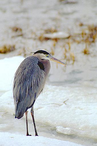 Post Your Bird Images Here!!!!!!!-gbh.jpg