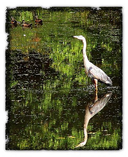 Post Your Bird Images Here!!!!!!!-great-blue-heron-web.jpg