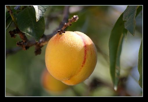 Just a few from the weekend...-nectarine.jpg