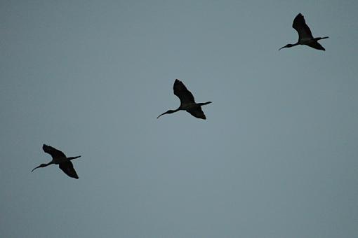 Post Your Bird Images Here!!!!!!!-ibis.jpg