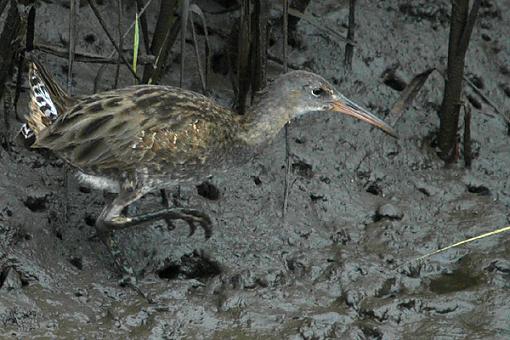 Post Your Bird Images Here!!!!!!!-clapper_rail_2.jpg