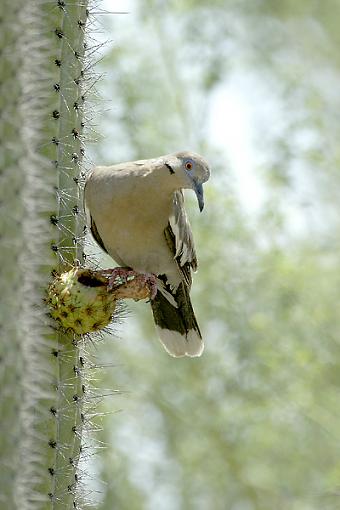 Post Your Bird Images Here!!!!!!!-c38d5374wwdove.jpg