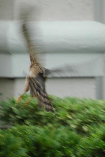 Post Your Bird Images Here!!!!!!!-test.jpg