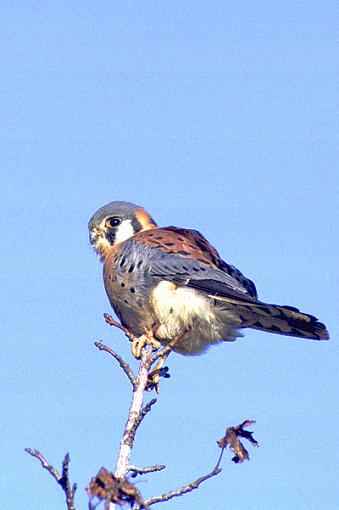 Post Your Bird Images Here!!!!!!!-kestrel.v8.jpg