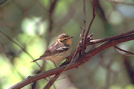 Post Your Bird Images Here!!!!!!!-warbler-bbw.jpg