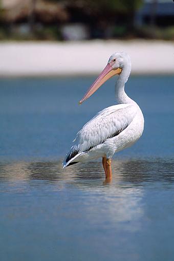 Post Your Bird Images Here!!!!!!!-w.pelican.3.01estero600.8.jpg