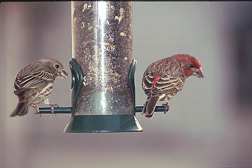 Post Your Bird Images Here!!!!!!!-2finches150mm.jpg