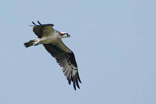 Post Your Bird Images Here!!!!!!!-9079osprey.jpg