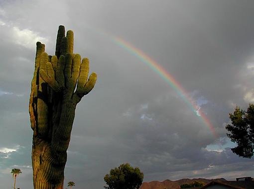Rainbow in Phoenix-cactus-rainbow2.jpg