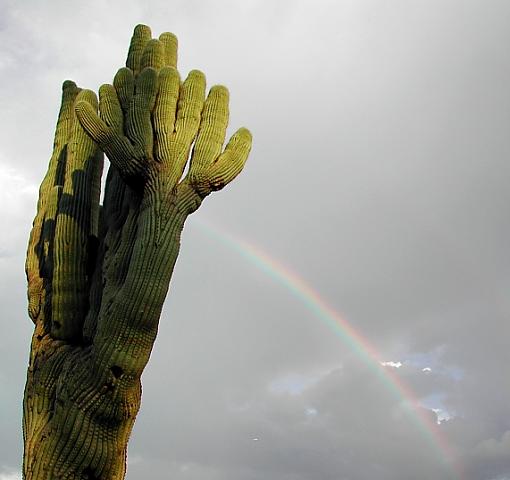 Rainbow in Phoenix-cactus-rainbow4.jpg