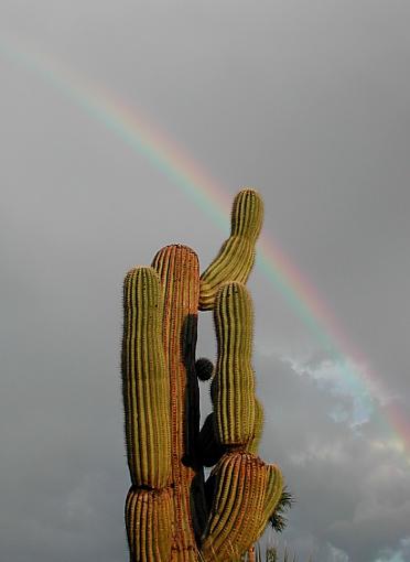 Rainbow in Phoenix-cactus-rainbow1.jpg