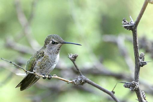 Post Your Bird Images Here!!!!!!!-c38d5106-f..hummer.jpg