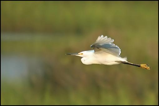 Post Your Bird Images Here!!!!!!!-snow.jpg