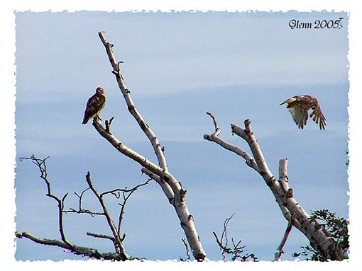 Post Your Bird Images Here!!!!!!!-redtail-web.jpg