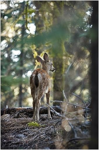 From Yesterday's Visit to Mount Lassen-travel_36.jpg