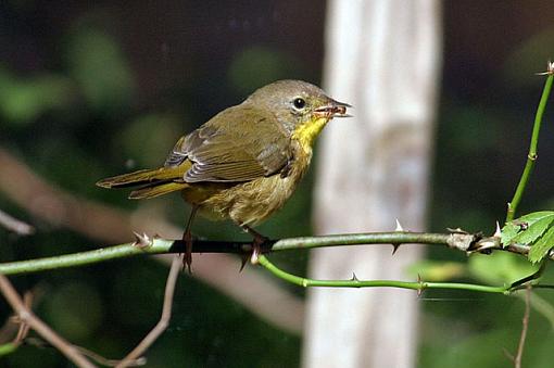 Post Your Bird Images Here!!!!!!!-yellowthroata.jpg