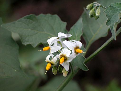 Spring, spring, spring-white-gold.jpg