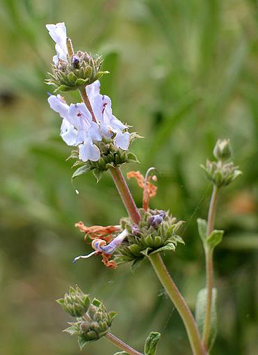 Spring, spring, spring-thyme.jpg