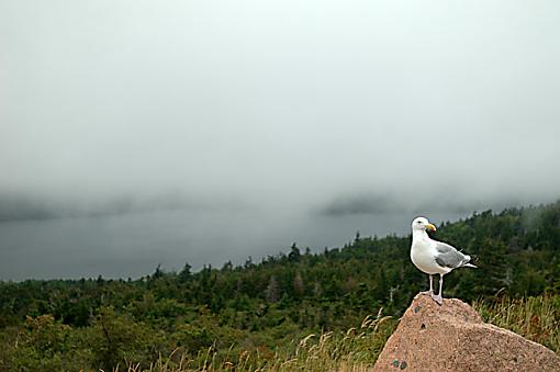 Post Your Bird Images Here!!!!!!!-gull.jpg