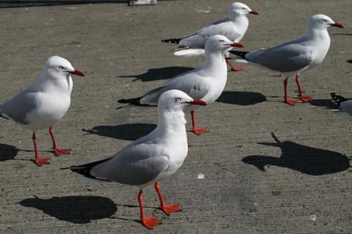 Post Your Bird Images Here!!!!!!!-fish-market-gulls-001-pp.jpg