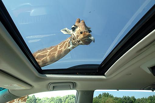 I know your in there!!!!!!!-giraffe.jpg