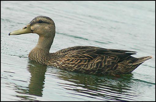 Post Your Bird Images Here!!!!!!!-mallard_1a.jpg