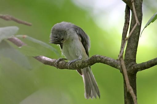 Post Your Bird Images Here!!!!!!!-titmouse2w.jpg