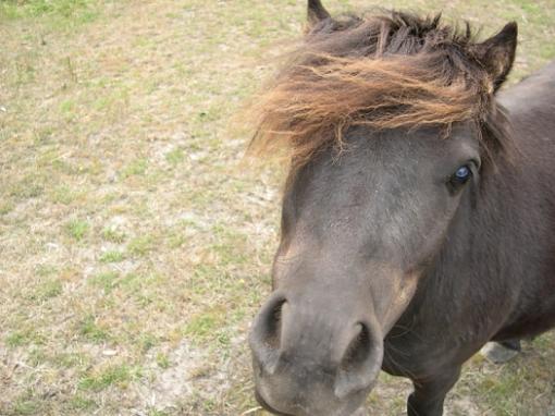 Funny Animals!!!-pony.jpg