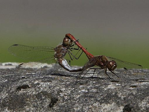 Buggy Smut...xXx-_mg_7384.jpg