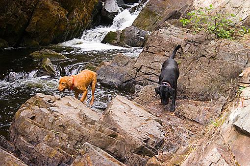 Some fun with vacation pics-crw_7075-dogs.jpg