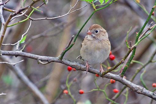 Post Your Bird Images Here!!!!!!!-5588field-sparrow.jpg